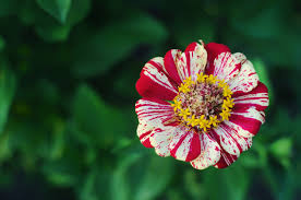 Get your grow off to a great start with our guide to transplanting. How To Care For Zinnias Simplemost