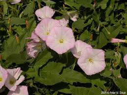Image result for Convolvulus goyderi