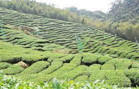 Taiwan Four Seasons Of Spring Oolong Tea