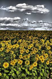 Sunflower Field Sunflower Fields Sunflowers And Daisies Flower Field