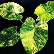 Image result for Cavacoa aurea