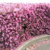 Azalea vibrant flowering in evergreen or deciduous forms. 1