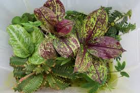 Image result for Commelinaceae