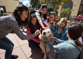 .the san francisco spca will soon be limiting the days you can adopt an animal. San Francisco Society For The Prevention Of Cruelty To Animals Salesforce Org