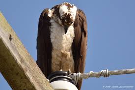 Birds Of Upstate Ny Osprey In Upstate Ny Feel Free To Share And To Like My Photography Page To See More Upstate Upstate Ny Osprey