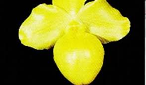 Image result for Manniella