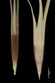 Image result for Triraphis schinzii