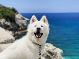 Check spelling or type a new query. The Charms Of The Unique White Husky K9 Web