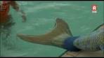 Video Zwemles als zeemeermin in zwembad De Hoorn in Alphen ... - YouTube
