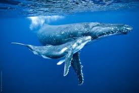 Humpbacks usually range from 12 to 16 metres (39 to 52 feet) in length and weigh approximately 36 metric tons (40 short u.s. tons). Annual Humpback Whale Migration East Coast Australia Ocean Life Education