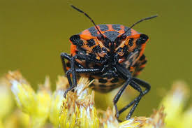 Der körper von käfern hat entweder eine rundliche oder eine längliche form und besitzt meistens einen harten chitinpanzer. Artenportrait Streifenwanze Nabu