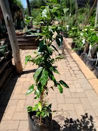 Image result for Jasminum stenolobum