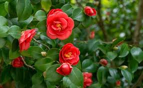 Image result for Camellia