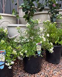 Image result for Maerua paniculata