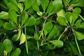 Image result for Ceriops