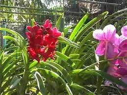 Orchid Nursery At Thai Phuket Orchid Farm Youtube Orchid Nursery Orchids Indoor Orchids