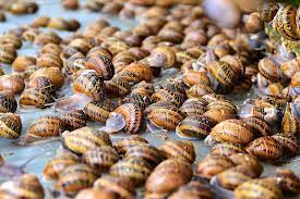 They are both used before countable nouns and uncountable nouns A Lot Of Snails On A Farm On Cultivation Of Snails Stock Photo Image Of Cooking Green 50794686