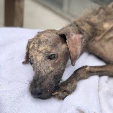 Starving Dog 'Dumped' On Streets, Left To Die And Woman Fights All Odds To Save Him