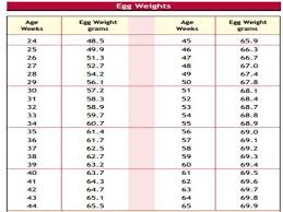 Daily Feed Intake Guide For Broilers Chicken