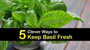 Basil plants that are pinched back no matter how quickly the basil dried, the leaves still came out tasting like tired spinach and ended up in the compost heap. 5 Clever Ways To Keep Basil Fresh