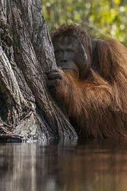 I Did This Too With The Same Expression Male Orangutan National Geographic Photography National Geographic