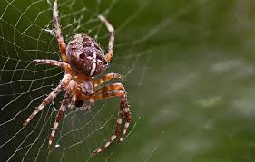 Image result for spinne biss haut reaktion