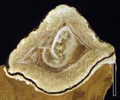 Image result for Icacinaceae