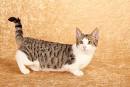 Munchkin & Midget Cat Breed Facts | petMD | PetMD