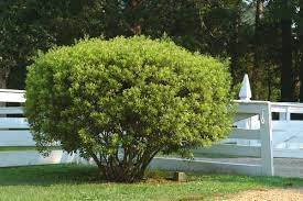 The best meal for your trees is tlc tree, shrub, & landscape food, which is formulated especially for the oklahoma environment. Selecting Shrubs For The Landscape Oklahoma State University