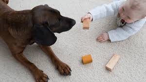 Introducing Dogs To Babies Door Buddy
