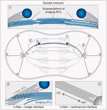 Maybe you would like to learn more about one of these? Anaphase B Long Standing Models Meet New Concepts Sciencedirect