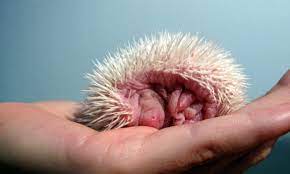 Pin By James Vanderbosch On Baby Hedgehogs Are Bald Hedgehog Pet Baby Hedgehog Hedgehog