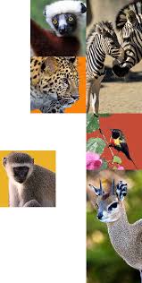 Animal Ref Indiana Animals Future