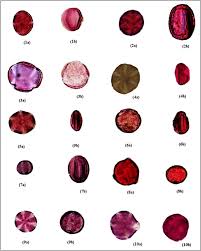 Image result for Schlechterina