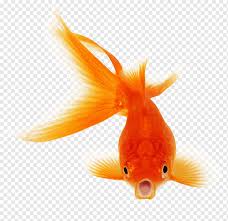 I needed a little work on making things symmetrical, so i used graph paper to for this project. Fantail Comet Black Telescope Fish Goldfish Animals Pet Orange Png Pngwing
