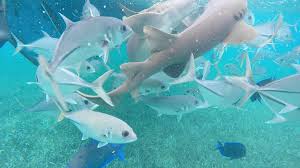 Belize's barrier reef world heritage site. Das Belize Barrier Reef Das Zweitgrosste Riffsystem Der Welt