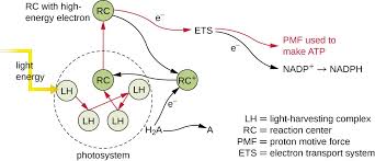 Glucose is a reactant and pyruvic acid and atp are the. Photosynthesis Microbiology