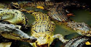 Menanam lidah buaya mesti mengikuti irama hidupnya yang sesungguhnya, seperti di habitat asalnya yang cukup natural. Penangkaran Buaya Asam Kumbang Di Medan Pariwisata Sumut