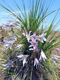 Image result for Xerophyta