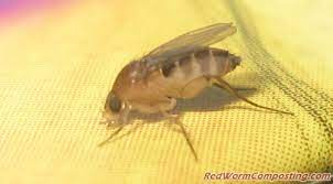 These pesky insects can get so annoying that your pets will stop using their litter boxes completely and will start spreading their germs around the house instead. Super Mutant Fruit Flies On Steroids Red Worm Composting
