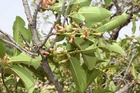 Image result for Diospyros mespiliformis