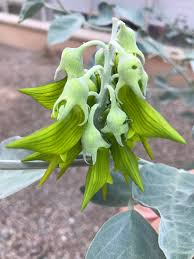 Image result for Crotalaria monteiroi