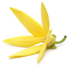 Image result for Cananga