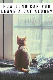 Pin On Indoor Cats