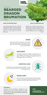 Top Signs Of Bearded Dragon Brumation In 2020 Bearded Dragon Bearded Dragon Habitat Bearded Dragon Cage