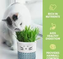 OEM Cat Grass Growing Kit with Cat Grass Seed Blue Cat Planter