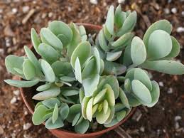 Kalanchoe Alticola World Of Succulents Succulents Planting Succulents Cacti And Succulents