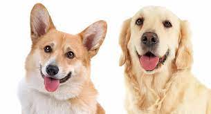 Corgi Golden Retriever Mix Everything You Need To Know