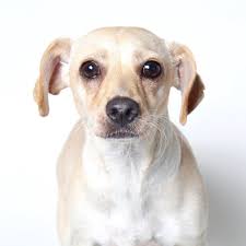 Wags and walks los angeles. Wags And Walks On Twitter Come Meet Tori And Some Of The Other Adoptable Pups At The Wagsandwalks Adoption Center From 12 8 Pm We Are Located At 2236 Federal Ave Los Angeles
