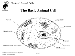 Check spelling or type a new query. Ppt The Basic Animal Cell Powerpoint Presentation Free Download Id 6834478